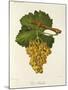 Gros Semillon Grape-J. Troncy-Mounted Giclee Print