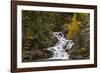 Gros Ventre Falls in autumn, Glacier National Park, Montana, USA-Chuck Haney-Framed Photographic Print