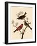 Grosbeaks-John James Audubon-Framed Giclee Print