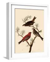 Grosbeaks-John James Audubon-Framed Giclee Print