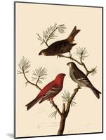 Grosbeaks-John James Audubon-Mounted Giclee Print