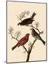 Grosbeaks-John James Audubon-Mounted Giclee Print