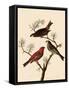 Grosbeaks-John James Audubon-Framed Stretched Canvas