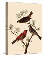 Grosbeaks-John James Audubon-Stretched Canvas