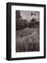 Gross Point Beach Grasses BW-Steve Gadomski-Framed Photographic Print