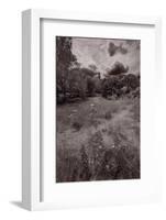 Gross Point Beach Grasses BW-Steve Gadomski-Framed Photographic Print