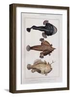 Grotesque Fish-null-Framed Giclee Print