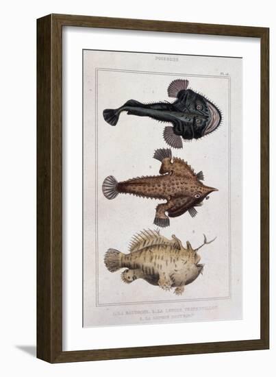 Grotesque Fish-null-Framed Giclee Print