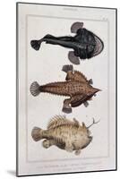 Grotesque Fish-null-Mounted Giclee Print