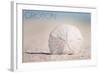 Groton, Connecticut - Sand Dollar and Beach-Lantern Press-Framed Art Print