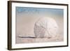 Groton, Connecticut - Sand Dollar and Beach-Lantern Press-Framed Art Print