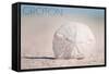 Groton, Connecticut - Sand Dollar and Beach-Lantern Press-Framed Stretched Canvas