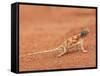 Ground Agama (Agama Aculeata), Kgalagadi Transfrontier Park, Northern Cape, South Africa, Africa-Ann & Steve Toon-Framed Stretched Canvas