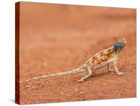 Ground Agama (Agama Aculeata), Kgalagadi Transfrontier Park, Northern Cape, South Africa, Africa-Ann & Steve Toon-Stretched Canvas