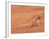 Ground Agama (Agama Aculeata), Kgalagadi Transfrontier Park, Northern Cape, South Africa, Africa-Ann & Steve Toon-Framed Photographic Print