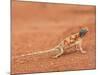 Ground Agama (Agama Aculeata), Kgalagadi Transfrontier Park, Northern Cape, South Africa, Africa-Ann & Steve Toon-Mounted Photographic Print