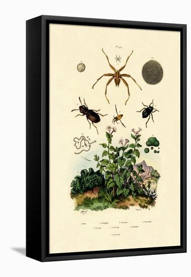 Ground Beetle, 1833-39-null-Framed Stretched Canvas