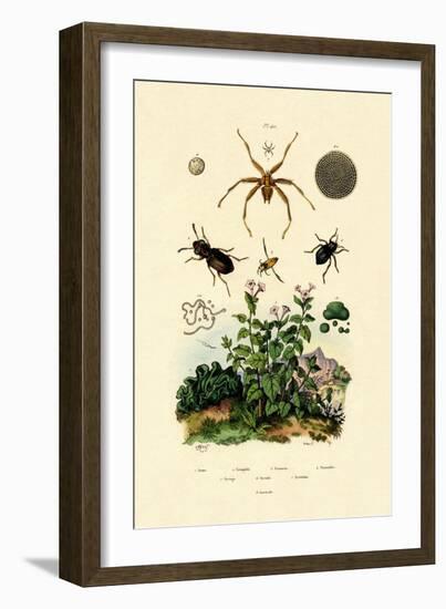 Ground Beetle, 1833-39-null-Framed Giclee Print