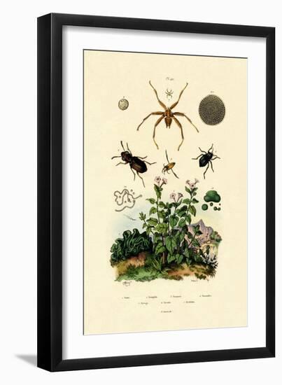 Ground Beetle, 1833-39-null-Framed Giclee Print