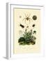 Ground Beetle, 1833-39-null-Framed Giclee Print