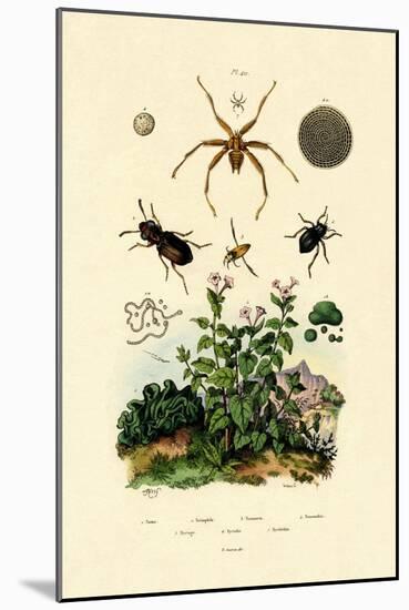 Ground Beetle, 1833-39-null-Mounted Giclee Print