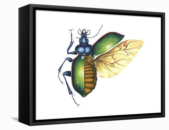 Ground Beetle (Carabidae), Insects-Encyclopaedia Britannica-Framed Stretched Canvas