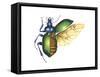 Ground Beetle (Carabidae), Insects-Encyclopaedia Britannica-Framed Stretched Canvas