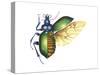 Ground Beetle (Carabidae), Insects-Encyclopaedia Britannica-Stretched Canvas