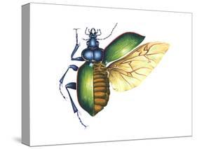 Ground Beetle (Carabidae), Insects-Encyclopaedia Britannica-Stretched Canvas