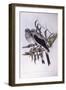 Ground Cuckooshrike (Coracina Maxima), by John Gould-null-Framed Giclee Print
