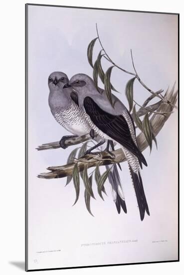 Ground Cuckooshrike (Coracina Maxima), by John Gould-null-Mounted Giclee Print