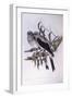 Ground Cuckooshrike (Coracina Maxima), by John Gould-null-Framed Premium Giclee Print