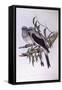 Ground Cuckooshrike (Coracina Maxima), by John Gould-null-Framed Stretched Canvas