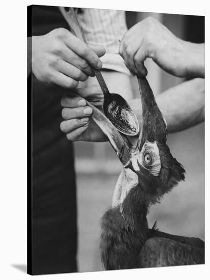 Ground Hornbill Taking Medicine-null-Stretched Canvas