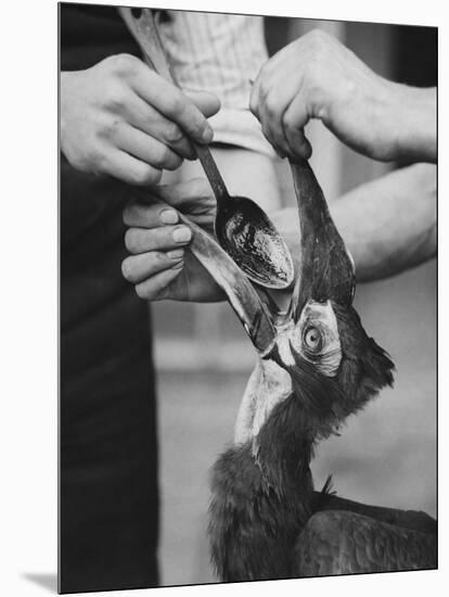 Ground Hornbill Taking Medicine-null-Mounted Photographic Print