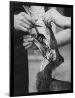 Ground Hornbill Taking Medicine-null-Framed Photographic Print