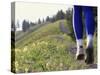 Ground Level View of Jogger on a Trail-null-Stretched Canvas