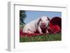 Ground Level View Portrait of White Piglet Eating Strawberries on a Table Cloth with Basket-Lynn M^ Stone-Framed Photographic Print