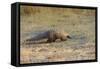 Ground Pangolin-null-Framed Stretched Canvas