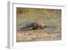 Ground Pangolin-null-Framed Photographic Print