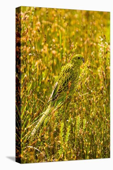 Ground Parrot, Tasmania, Australia-Mark A Johnson-Stretched Canvas