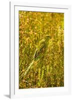 Ground Parrot, Tasmania, Australia-Mark A Johnson-Framed Photographic Print