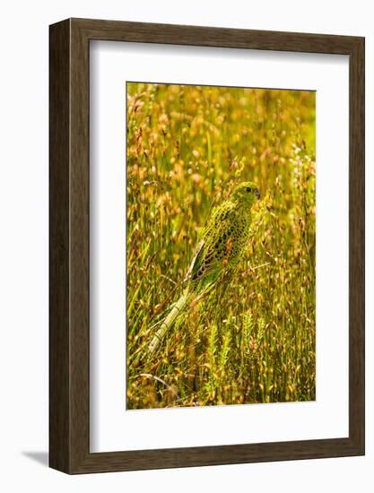 Ground Parrot, Tasmania, Australia-Mark A Johnson-Framed Photographic Print