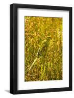 Ground Parrot, Tasmania, Australia-Mark A Johnson-Framed Photographic Print