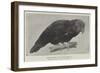 Ground Parrot-Henry Stacey Marks-Framed Giclee Print