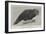 Ground Parrot-Henry Stacey Marks-Framed Giclee Print