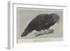 Ground Parrot-Henry Stacey Marks-Framed Giclee Print