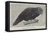 Ground Parrot-Henry Stacey Marks-Framed Stretched Canvas