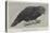 Ground Parrot-Henry Stacey Marks-Stretched Canvas