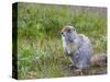 Ground squirrel, Chukchi Peninsula, Russian Far East-Keren Su-Stretched Canvas